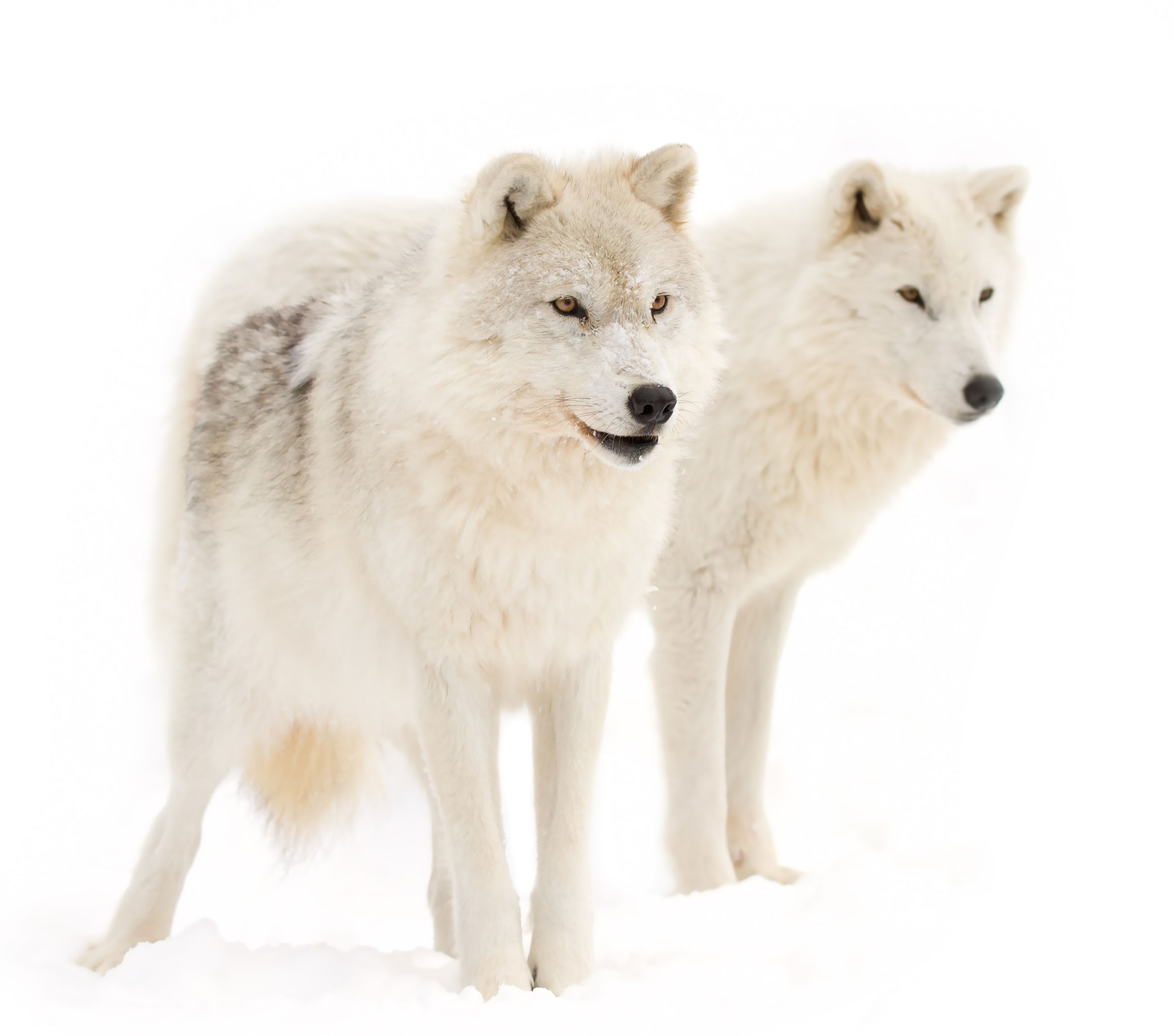 Pair of Gray Wolves